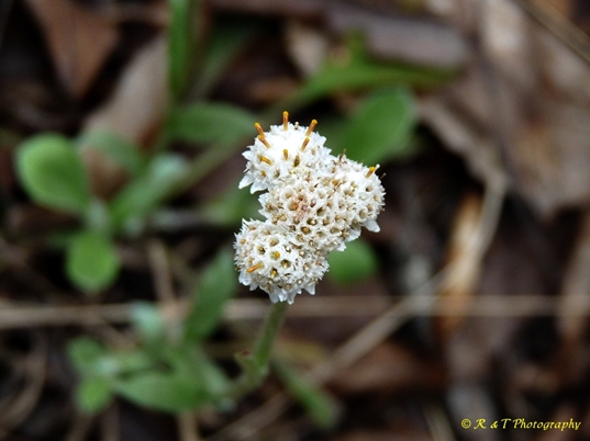 {Antennaria plantaginifolia}